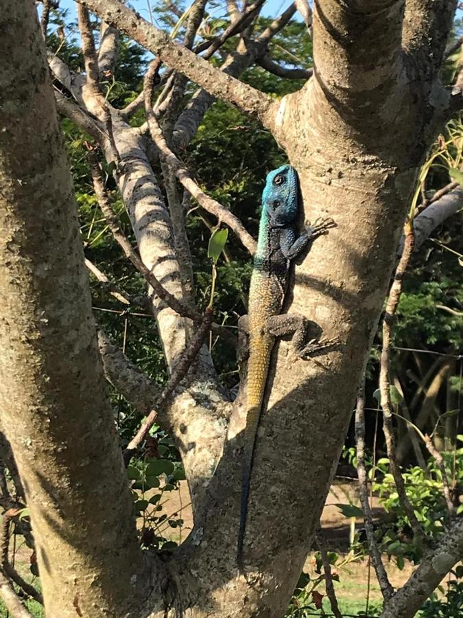 Kingfishers Khaya Sodwana Bay Ngoại thất bức ảnh